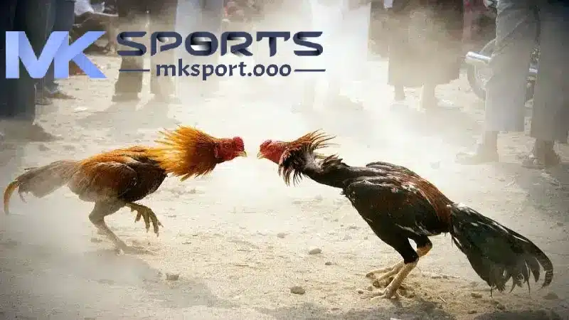 Lý do nên chọn đá gà Mksport