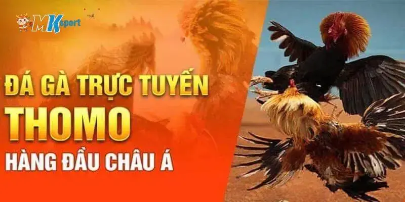 Một vài lưu ý cần nhớ khi chơi đá gà trực tiếp